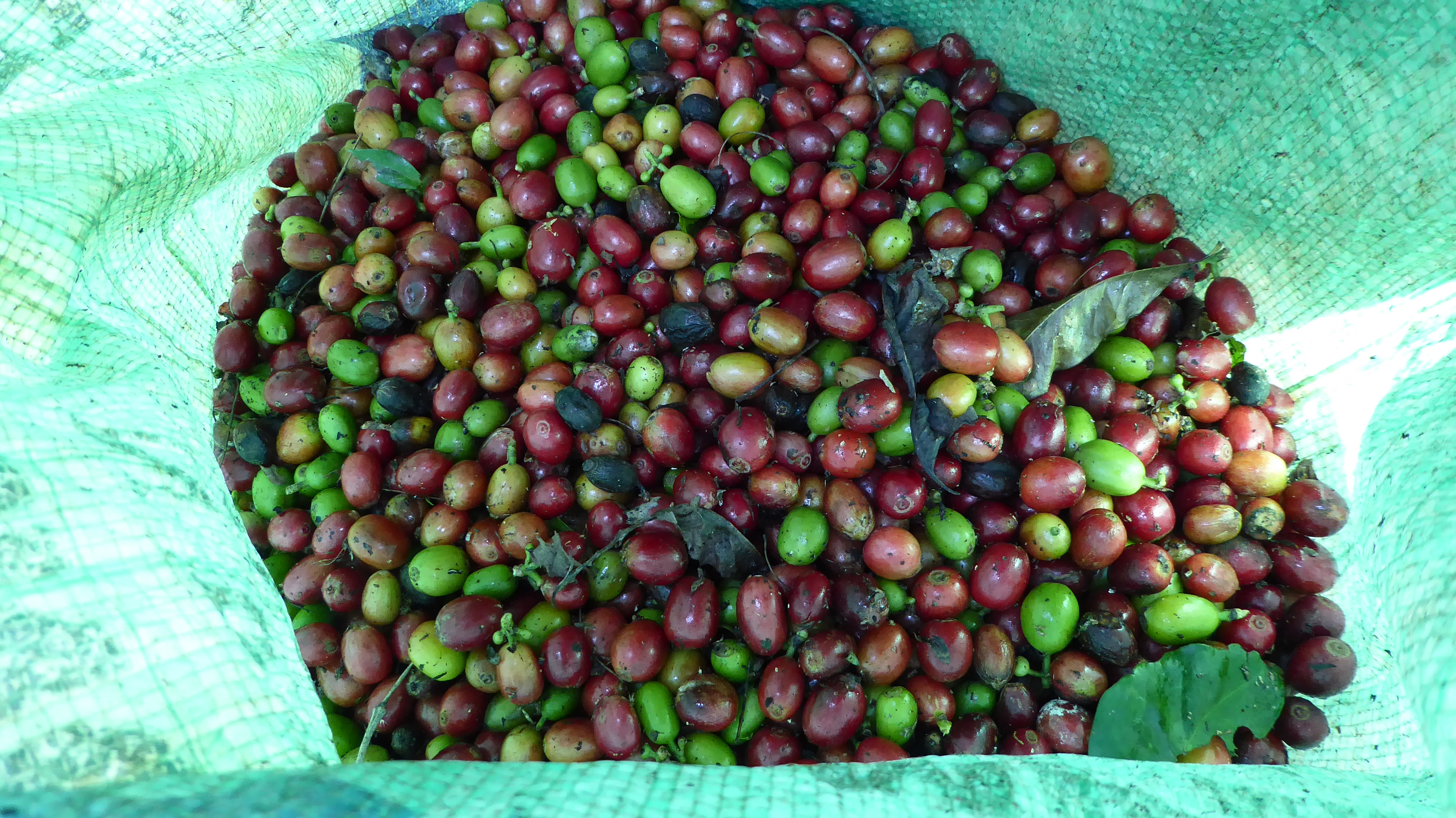 Lancement en Guinée de la campagne de commercialisation du café et du cacao