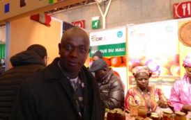 Départ dynamique de campagne de la mangue au Mali en 2016