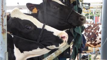 Les éleveurs de la Cedeao s’engagent à livrer 20% de leur lait aux laiteries, si…