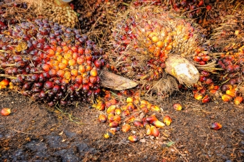 Huile de palme : face à des stocks bas, le Nigeria devra augmenter ses importations