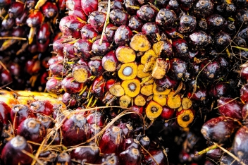 Huile de palme : stabilité des résultats de Dekel Agri-Vision en Côte d’Ivoire