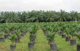 Transparence sur l’approvisionnement en huile de palme, les multinationales pointées du doigt