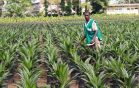Cameroun : de nouvelles mesures pour relancer la filière palmier à huile