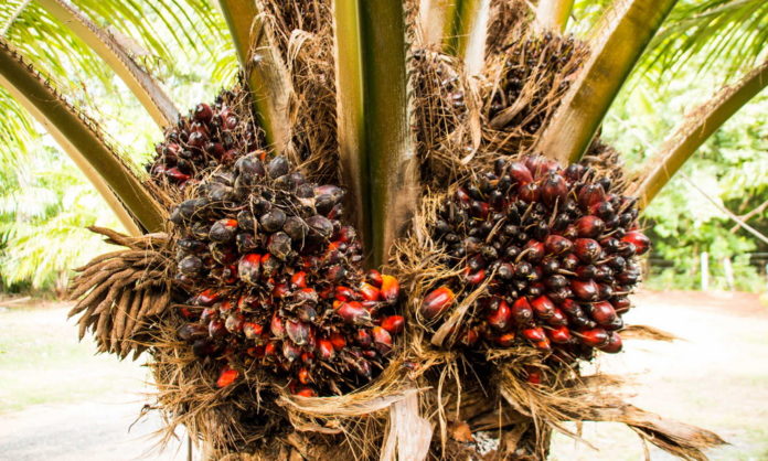 Cameroun – Agriculture: 75 milliards de FCFA pour financer les filières ananas, plantain et palmier à huile