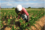 Transformer la savane en richesse agricole dans huit pays africains