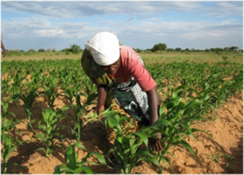 Syngenta et l’USAID reconduisent leur collaboration pour développer l’agriculture