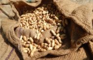 80% des graines d’arachides collectées au Sénégal a été exporté