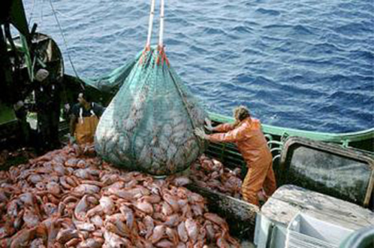 Pêche : la limite de “l’économie bleue” est atteinte en Afrique