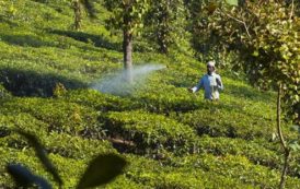 Maroc : Des marques de thé contiennent des résidus de pesticides