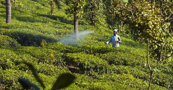 Maroc : Des marques de thé contiennent des résidus de pesticides
