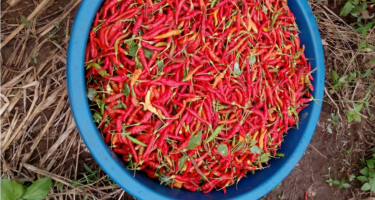 Côte d’Ivoire : Des paysans gagnent de l’argent avec le piment « bec d’oiseau »