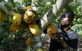 Ghana: Des cacaoyers malades à abattre pour une réhabilitation