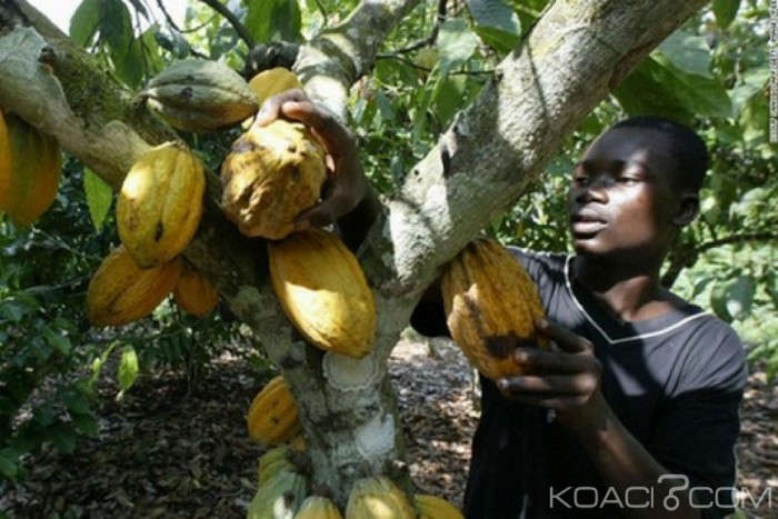 Ghana: Des cacaoyers malades à abattre pour une réhabilitation