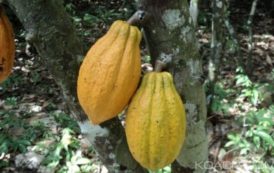 Côte d’Ivoire : Le prix du cacao devrait être connu le 3 octobre prochain