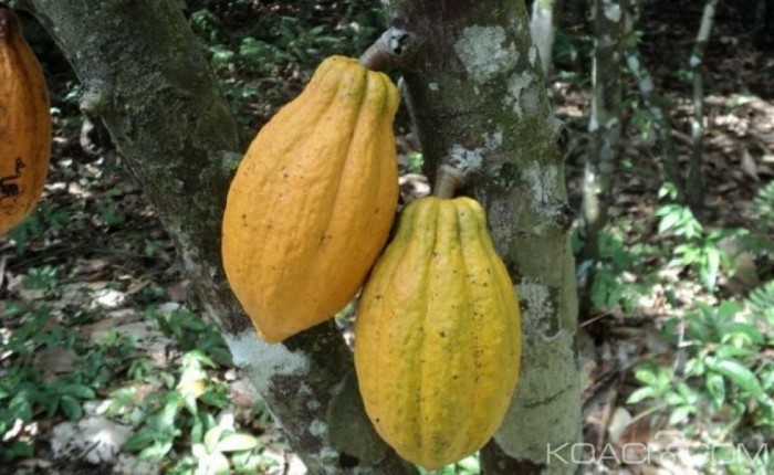 Côte d’Ivoire : Le prix du cacao devrait être connu le 3 octobre prochain