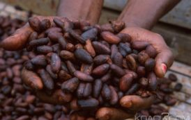 Côte d’Ivoire : Campagne 2018-2019, le prix bord champ du Cacao fixé à 750 FCFA le Kilogramme