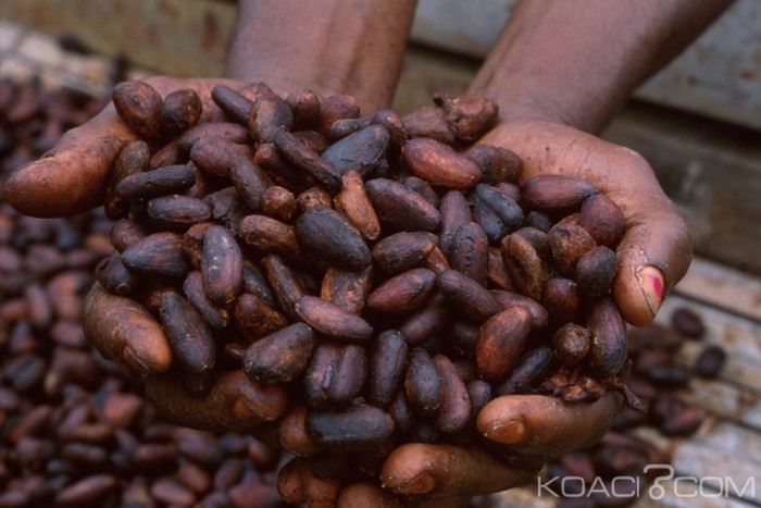 Côte d’Ivoire : Campagne 2018-2019, le prix bord champ du Cacao fixé à 750 FCFA le Kilogramme