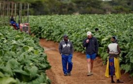 Zimbabwe : les fermiers blancs ne reprendront pas leurs terres confisquées dans les années 2000