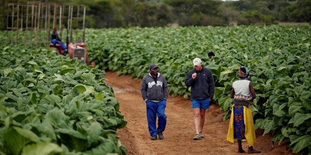 Zimbabwe : les fermiers blancs ne reprendront pas leurs terres confisquées dans les années 2000