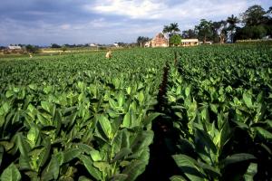 Zimbabwe : les autorités s’attendent à un recul de 15% de la production de tabac