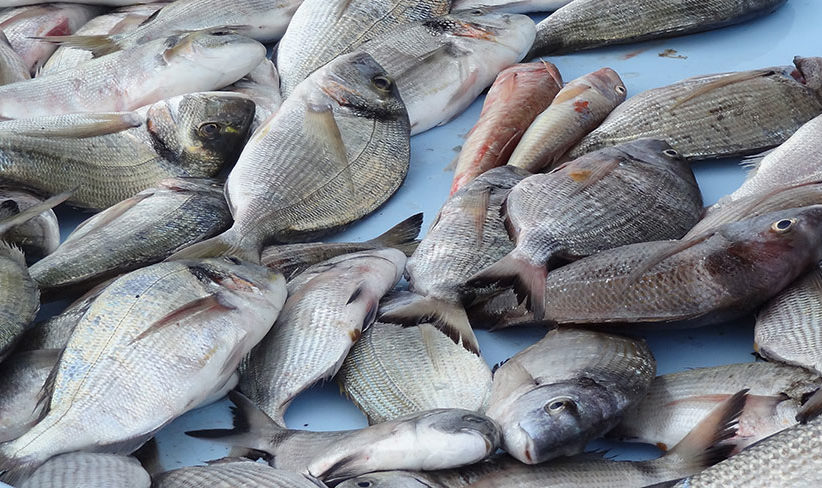 Alerte sanitaire sur le poisson et la viande en Afrique sub-saharienne