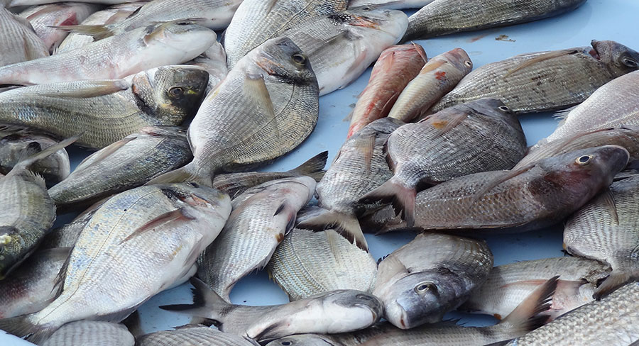 Alerte sanitaire sur le poisson et la viande en Afrique sub-saharienne