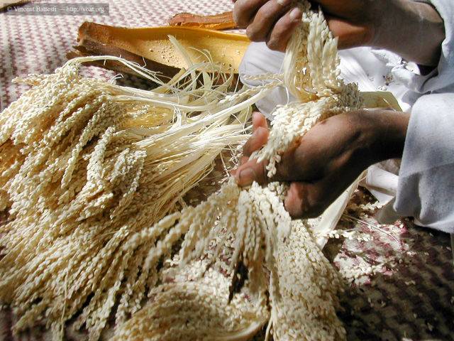 Le pollen de palmier contre l’infertilité masculine