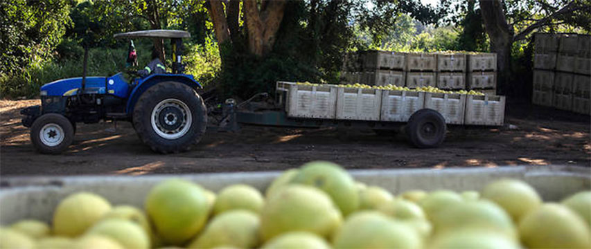 Autosuffisance alimentaire : pourquoi et comment l’Afrique compte relever le défi