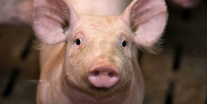 La grippe porcine fait rage au Ghana