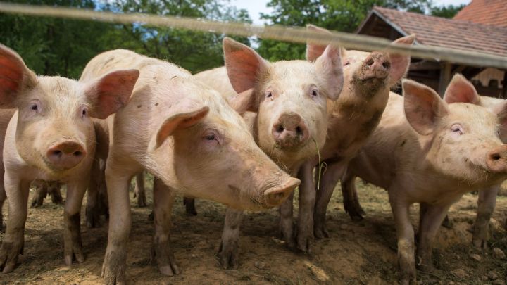 Côte d’Ivoire: épidémie de peste porcine dans le nord du pays