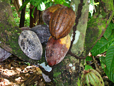 Côte d’Ivoire : 100 000 hectares de cacaoyers à détruire pour lutter contre le Swollen shoot