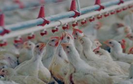 Alger Ouyahia supprime la TVA sur les matières premières destinées aux aviculteurs