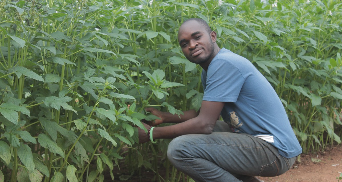 Togo : Un Entrepreneur Agricole Fabrique Un Insecticide à Base De Neem