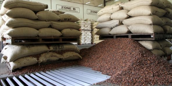 Côte d’Ivoire-Cacao : maintien du prix d’achat garanti aux producteurs