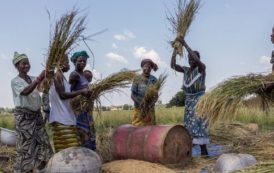 CEMAC : dernière ligne droite pour mobiliser 130 milliards de Fcfa pour le secteur agricole