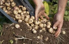 4 étapes faciles pour faire pousser plus de 40 kg de pommes de terre dans un tonneau !