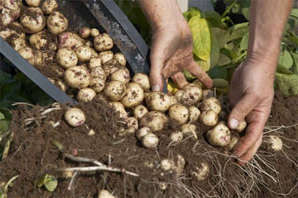 4 étapes faciles pour faire pousser plus de 40 kg de pommes de terre dans un tonneau !