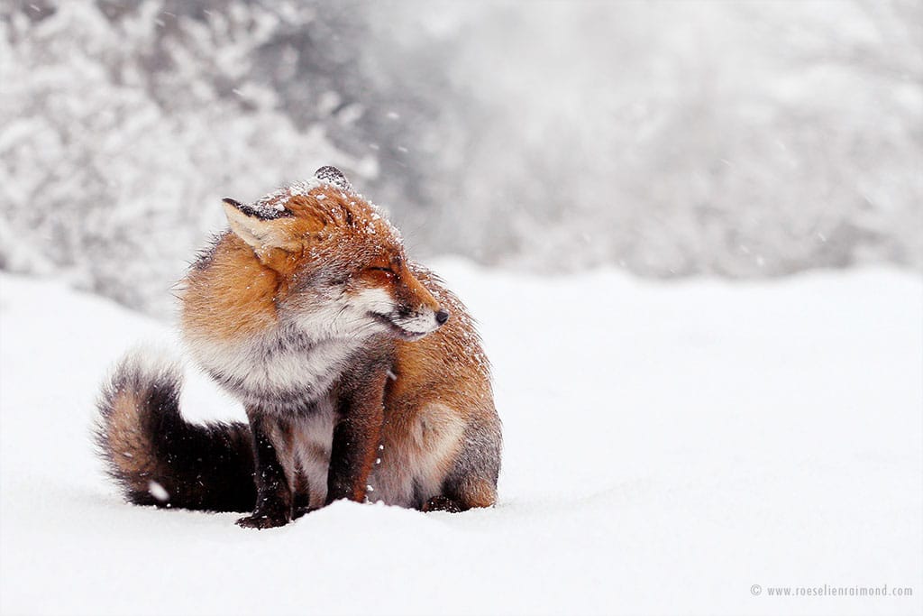 Photos charmantes de renards roux sauvages profitant de la neige en hiver