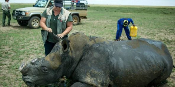 Afrique du Sud : la justice autorise une vente aux enchères de cornes de rhinocéros