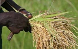 Gros importateur de riz, le Sénégal bientôt exportateur