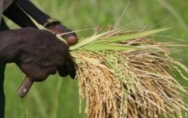 Côte d’Ivoire : le gouvernement veut relancer la production nationale de riz