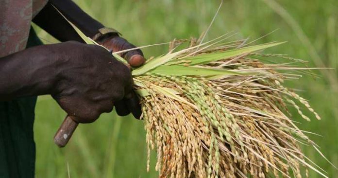 Côte d’Ivoire : le gouvernement veut relancer la production nationale de riz