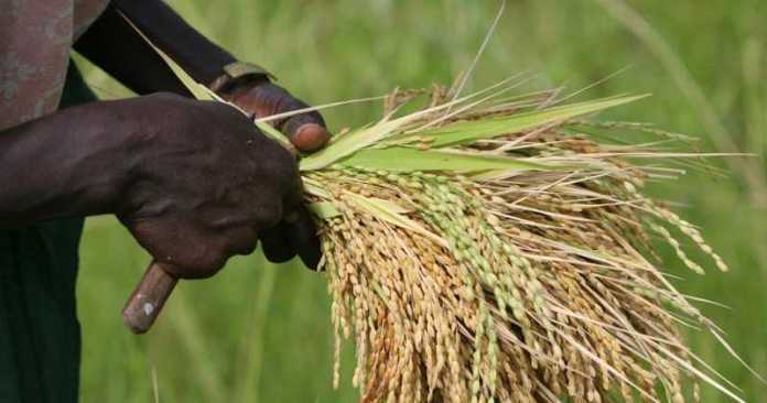 Gros importateur de riz, le Sénégal bientôt exportateur