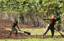 Dans la vallée du fleuve Sénégal, l’agriculture perd le quart de ses financements