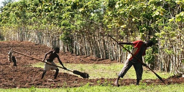 Dans la vallée du fleuve Sénégal, l’agriculture perd le quart de ses financements