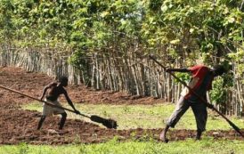 Sénégal  : polémique autour d’une concession de terres à une filiale du groupe marocain Sefrioui