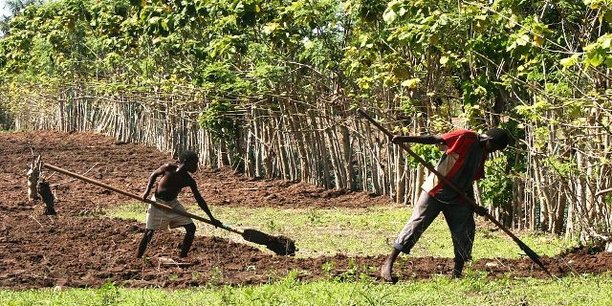 Sénégal  : polémique autour d’une concession de terres à une filiale du groupe marocain Sefrioui