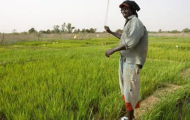 Sénégal : en cinq ans, l’AFD a investi 150 millions d’euros dans le secteur agricole