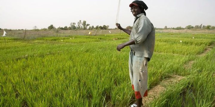 Sénégal : en cinq ans, l’AFD a investi 150 millions d’euros dans le secteur agricole