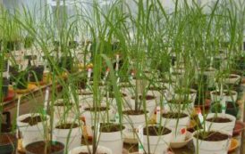 Des gènes du riz coréen dans la sélection rizicole en Afrique